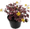 Fangblatt - Oxalis vulcanicola PinK - Pinky Klee - dekorative Zimmerpflanze - pinkfarbener Klee für Ihr Zuhause