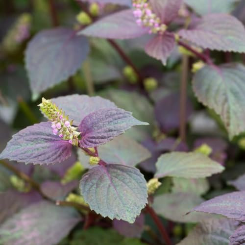 500 piezas semillas de perilla shiso - semillas de hortalizas antiguas semillas de plantas Perilla frutescens - hierbas medicinales regalos inusuales plantas de hortalizas plantas de