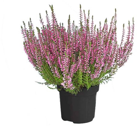 Calluna Vulgaris Natural el Arbusto de Exterior que es Fácil de Cuidar