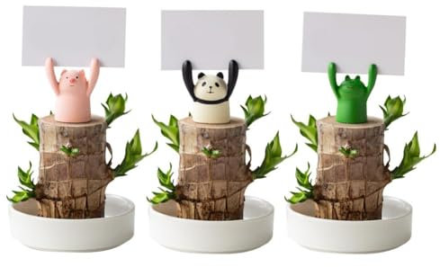 Brazilian Lucky Wood Plant, Mini Brazil Lucky Wood, Lucky Bamboo Plants Indoor Live, Brazilian Wood Hydroponic Plant for Indoor Office Desk Decoration Plants