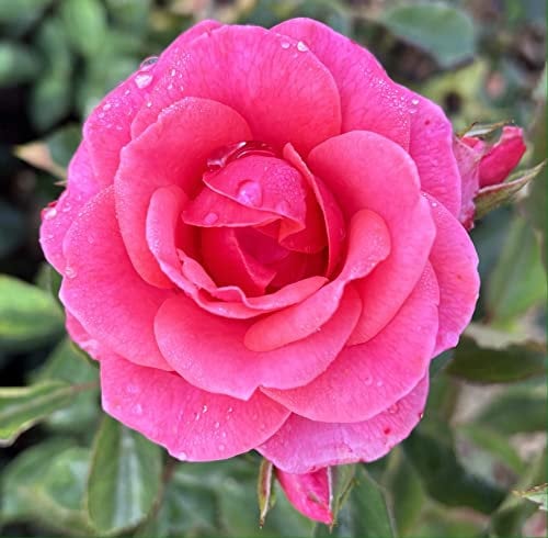 'Free Spirit' Potted Rose - Clusters of Beautiful Rich Pink Blooms - Floribunda Rose - 4 Litre Pot