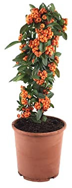 Pyracantha Natural Árbol de Exterior de Floración Otoñal