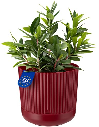 KONZEPT Pot de Fleurs avec Soucoupe, 16 cm de diamètre, Cache-Pot en Anthracite/Beige/Blanc/Rouge vin, 2,4 L, Pot de Plantes cannelé en Plastique (1, Bordeaux)