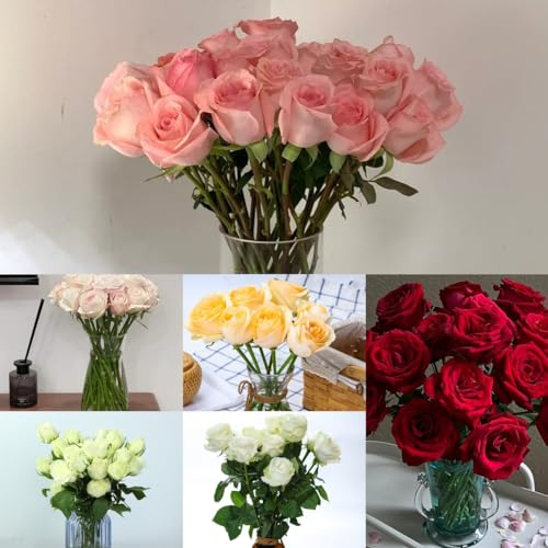 100 pcs Rosensamen, Rosen Samen, bienenweide saatgut Rosensamen Zum Pflanzen, bonsai samen pflanze blumen samen mehrjährige, bienenweide saatgut wildblumensamen samen blumenwiese,
