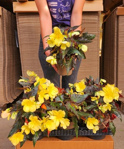 POWERS TO FLOWERS - BEGONIA PENDULA DA BALCONE, A FIORE GIALLO, 2 PIANTE, VASO 14 CM, piante vere