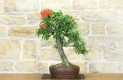 Bonsai di Pyracantha Coccinea (159)