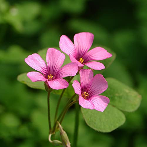 6 Stück zwiebeln oxalis triangularis zimmerpflanze Kleeblätter Glücksklee - Seltene Pflanzen serie - bodendecker winterhart pflanzen garten blumenzwiebeln winterharte