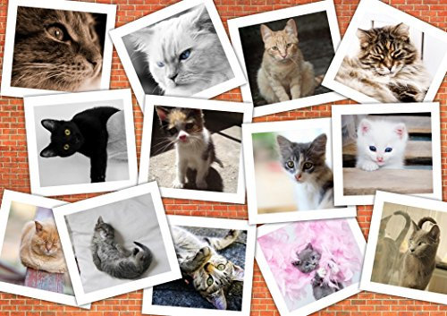 Grafika Puzzle 1500 Teile - Katzen