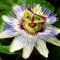 GardenersDream Passiflora Caerulea Plant in Pot - Semi Evergreen Climber with Passion Flowers - Garden Ready Outdoor Plant for Containers, Walls and Fences (9cm Pot, 20-30cm)