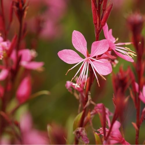 Blumixx Stauden – Gaura lindheimeri 'Siskiyou Pink' – Prachtkerze, bienenfreundlicher Dauerblüher für Beet, Balkon & Kübel