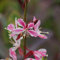 Blumixx Stauden – Gaura lindheimeri 'Siskiyou Pink' – Prachtkerze, bienenfreundlicher Dauerblüher für Beet, Balkon & Kübel