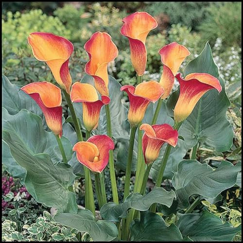 Calas bulbos,Bulbos calas gigantes,Calas plantas de colores,lirio de cala,flores herbáceas perennes,Zantedeschia aethiopica,robustas,fácil de cuidar,para plantar jardines.-4bulbos-I