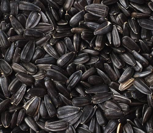 25KG BULK BAG BLACK SUNFLOWER SEED WILD BIRD FOOD HIGH OIL NUTRITIOUS FEED