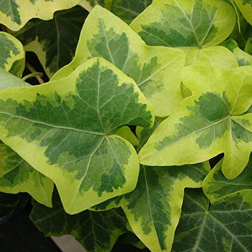 2 x Hedera Helix 'Goldchild' - Efeu 50-60 cm Pflanzcontainer