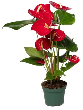 Flamingoplant - Anthurium Red Höhe 40cm Topfgröße 14cm
