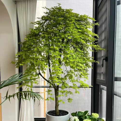10 pcs Ahornbaum Kaufen Samen, Baum Samen, nachhaltige geschenke, bonsai samen Japanischer Ahorn - baumsamen, zimmerpflanzen immergrüne pflanzen winterhart baum samen, baumsamen winterharte