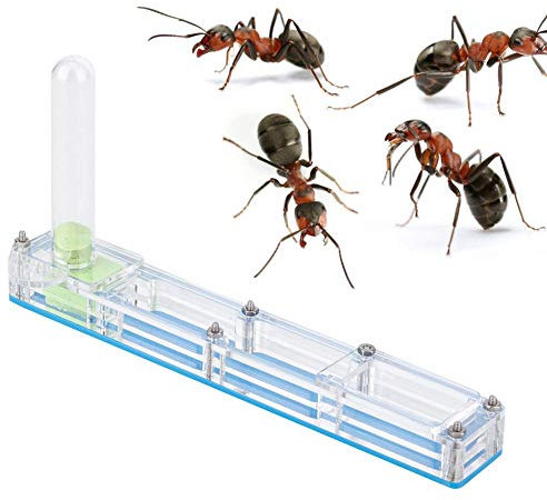 Cikonielf Ameisenfarm aus Acryl, Ameisenfarm, Zuchthaus, Formicarium, transparente Ameisenfuttermittel, blau, Modern und minimalistisch