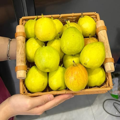 35 pcs birnenbaum kaufen samen, hochbeete für garten, indoor plants birnbaum - Pyrus Communis - säulenobstbäume, bonsai samen säulen obstbäume, garten geschenk bonsaibaum echt, pflanzen