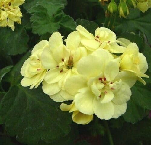 Giant Geranium Flower Seeds Yellow
