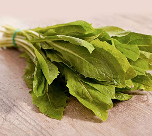 250 x Samen Salat Schnittzichorie mehrjährig 100% Natursamen aus Portugal handgepflückt