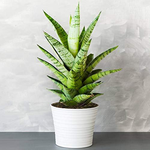 1 x Sansevieria Tough Lady - Langue de Belle-mère | Plante en Pot parfaite pour la Maison ou le Bureau