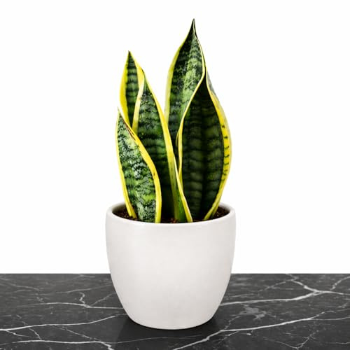 Plante serpent – Plante exotique d'intérieur purifiante d'air – La purification naturelle ultime de l'air – testée et étudiée par la science de la NASA – Livré avec un pot en plastique ou en céramique