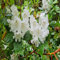 100 semi di fiori di rododendro, bianchi