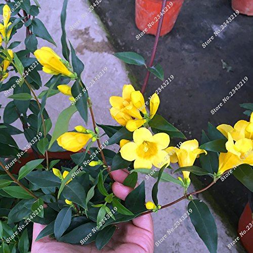 Heirloom Yellow Jasmine Seed Indoor Outdoor Hanging Molly Bonsai Gorgeous Flower Seed Climbing Plant Purifying Air 20 Pcs