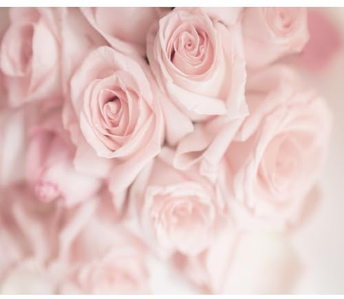 murando Fototapete Premium-Vlies Blumen Rosen 100x70cm Foto Tapete Schlafzimmer Wohnzimmer Moderne Vliestapete XXL Wandtapete Motivtapeten Bildtapete 3d Effekt Wand Dekoration Flur Natur Botanik rosa