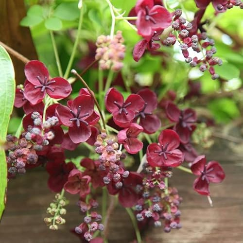Fingerblättrige Klettergurke - Akebia quinata - 50-60 cm Topf - Schnell wachsende Kletterpflanze für Garten