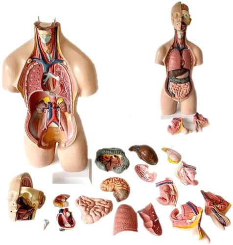 UIGJIOG 55CM Zweigeschlechtliches Torsomodell, Menschliches Torso Modell Abnehmbare Menschliche Organe Körper Anatomie Modell 19 Teile Trennbar