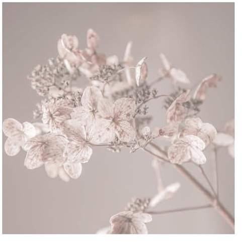 Bilderwelten Fototapete Blumen 192cm x 192cm Modern Natur Hortensie Blumentapete Vliestapete Tapete Wanddeko Ideen Wohnzimmer Schlafzimmer Küche