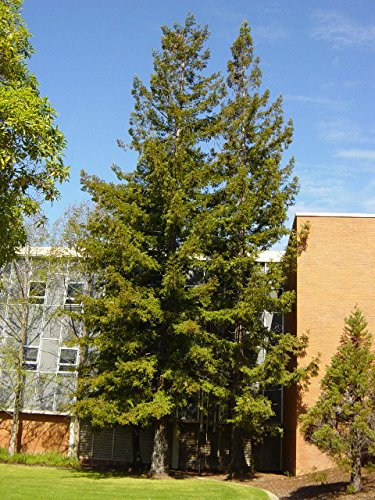 10 Semi di Sequoia Sempervirens - Sequoia rossa