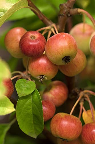 Malus 'Evereste' -R- 80-100 cm - Zierapfel, weiße Blüten, Blütezeit April-Mai, dekorative Früchte, bienenfreundlich, ideal für Gärten und Parks