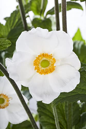 Anemone sylvestris ca. 9x9 cm Topf - Waldanemone, weiße Blüten, Blütezeit April-Mai, ideal für schattige Beete, pflegeleicht und bienenfreundlich