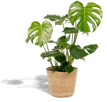 Monstera Deliciosa - 80 cm - Ø21 cm avec panier Selin - Plante d'intérieur tendance avec de grands volets - Plante tropicale purificatrice d'air dans un panier en osier naturel