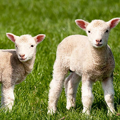 Tischdeko 20 Stück Serviette Osterlamm Schaf Tier Lamm