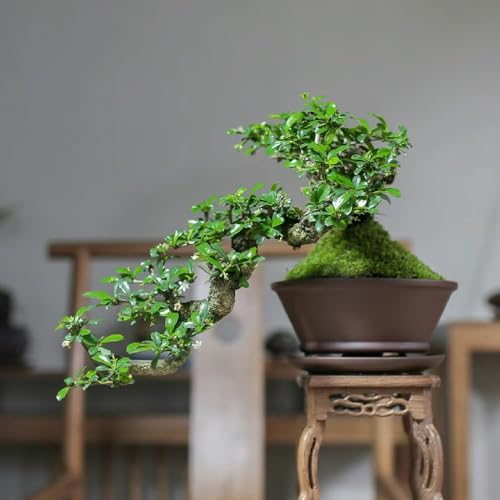 30 Pcs Bonsai Fukientee Samen - Zimmerpflanzen Samen, Biosaatgut Bonsaibaum (Carmona Microphylla) Zimmergewächshaus, Baumsamen Bäume Garten Winterhart Pflanzensamen, Pflanzen Samen