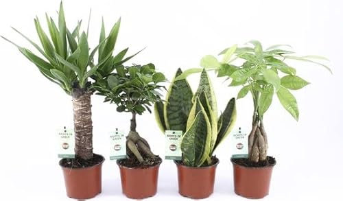 Set 4 Árboles Interior | Yuca (Yucca Elegans), Ginseng (Ficus Microcarpa), Planta Serpiente (Sansevieria) & Castaño de Guayaba (Pachira Aquatica)