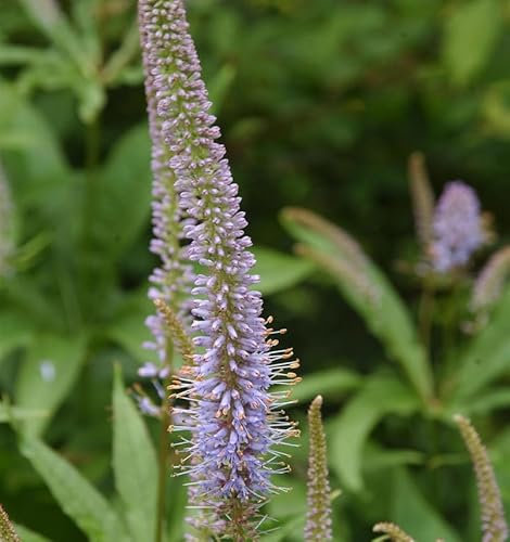 Virginischer Riesen Ehrenpreis Amethyst - Veronicastrum virginicum