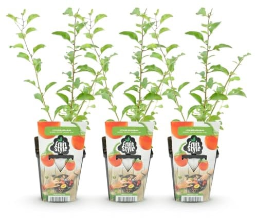 GreenboutiQ - Obstpflanzen - Goji-Beere - Lycium Barbarum - Winterhart - 3 Pflanzen - Topf 9 cm - Orange - Rote Frucht