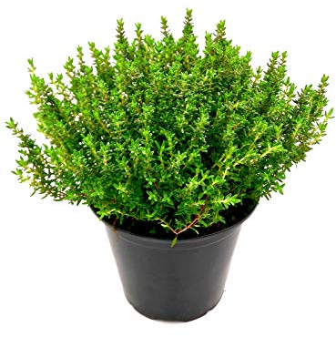 italienischer XL Thymian- Pflanze (Thymus vulgaris) Freilandpflanzen im 14 cm Topf 1stk