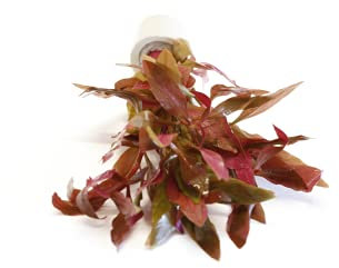 Live Plants Tropical Aquatic Plants - Potted - Ceramic - Loose - Kits (5 Loose Plants/Stems, Althernathera Reineckii)