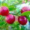 Generic Semi di limone rosso, 20 pezzi / 1 confezione Semi di limone rosso Albero nano Bonsai Frutta Giardino domestico Pianta all'aperto 1