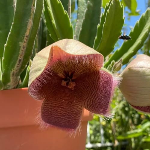 Stapelia - winterharte stauden mehrjährig Orbea pulchella - exotische sukkulenten bio gartenpflanzen topfpflanzen für draußen blumensamen 80Samen