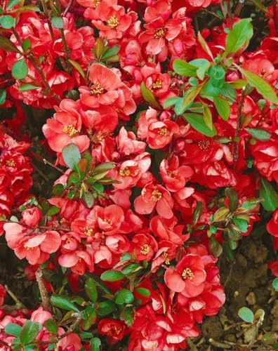 Chaenomeles 'Hollandia' 60-80 cm - Zierquitte, rote Blüten, Blütezeit März-April, ideal für Hecken und Rabatten, pflegeleicht und winterhart