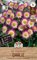 Sperli Dahlie Sweetheart 264326 - wunderschöne und kompakte Zwergdahlie mit rosa- weißen Blüten - kübelgeeignet und circa 50cm hoch - Dahlienknollen, Blumenzwiebeln