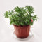 100 Stück Mückenschutzsamen Aromatische Evergreen Full Sun Citronella Pflanzensamen für Zuhause Grün