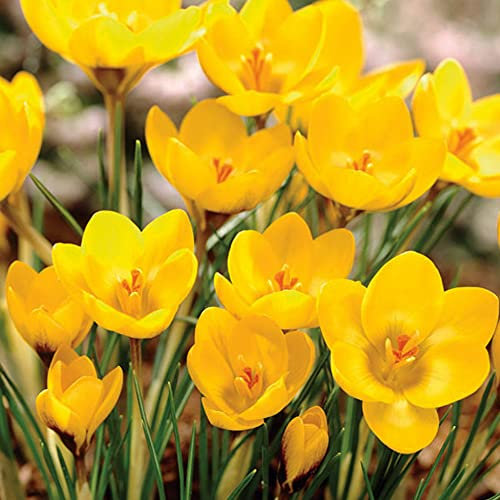 10 x Crocus Species Yellow- Large Beautiful Petals- in Golden Yellow-Blooms in Early Spring & Comes Back Every Year- RHS Award Winner- for Your Beautiful Garden