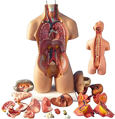 UIGJIOG Torso Anatomie Modell 55 cm Human Torso 19 Teile Skelett menschliche Anatomie Torso Modell 4d Anatomischer Assemblierung Modell des humanen Organe Bildungsunterrichtswerkzeug